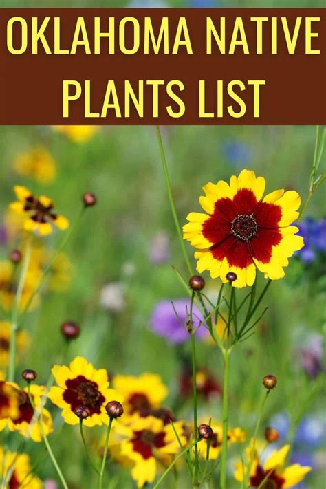 Medicinal plants in oklahoma. Things To Know About Medicinal plants in oklahoma. 