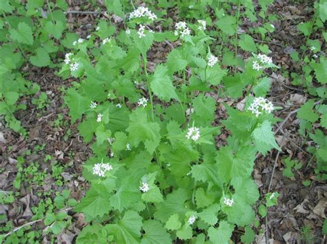 A slow-growing perennial plant in the ivy family, wild ginseng (Panax quinquefolius) is a threatened species in Wisconsin. Here, as in nineteen other states, there are laws that regulate the harvest, sale, and purchase …