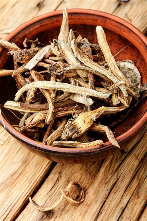 Angelica root is a popular herbal medicine that has been hi