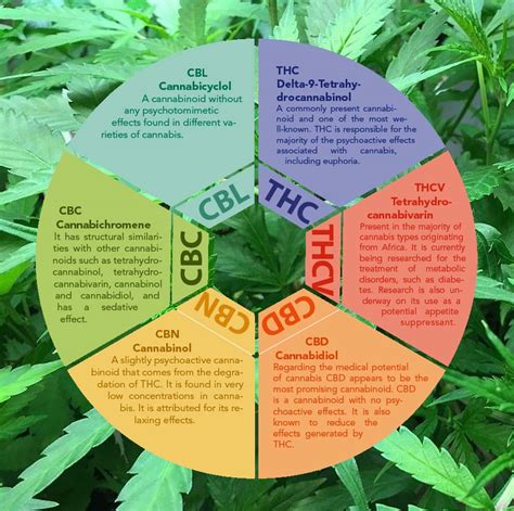 Medicinal use of cannabis based products and cannabinoids