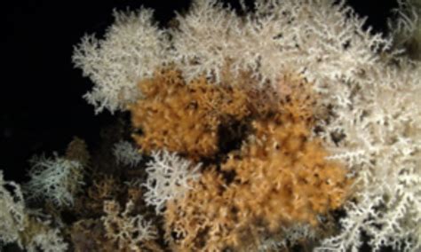 Mediterranean countries unite to protect unique deep-sea coral from fishing impacts