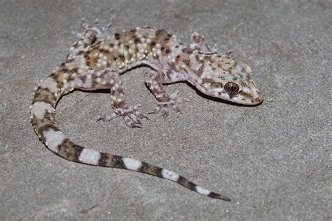 Mediterranean gecko.  Discover everything you need to know about keepin...