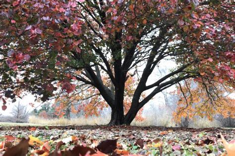 Medium Deciduous Trees Iowa Arboretum