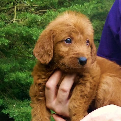 Medium Labradoodles Puppies For Sale Pa