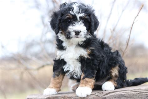 Medium tri-coloured Bernedoodles puppies available! Approximately Ibs full grown! Will be dewormed 1st vaccinations