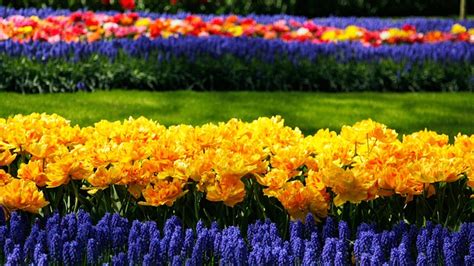 Meer dan 300 gratis afbeeldingen van Keukenhof en Holland