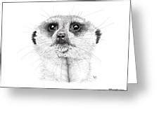 Meerkat Drawing by Hanneke MesselinkAnders Fine Art America