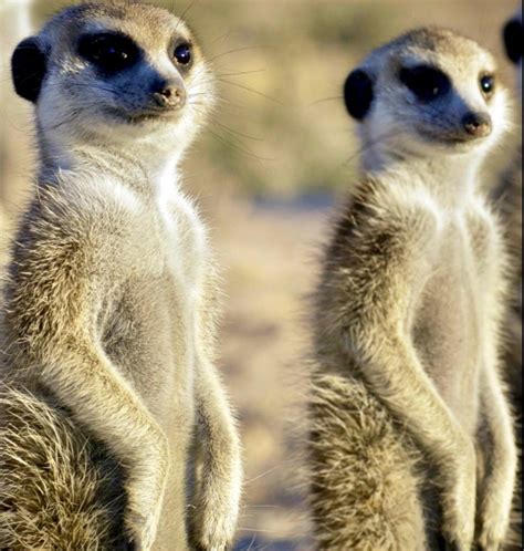 Meerkat LinkedIn