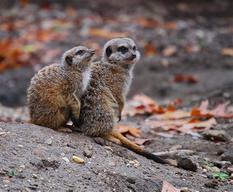 Meerkats Flashcards Quizlet