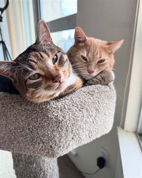 Meeshmania Leaked XxX 131 Videos