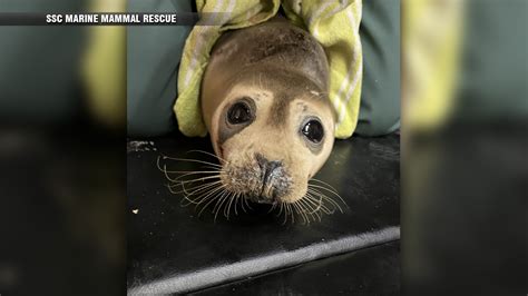 Meet ‘Cuyahoga,’ a harbor seal weanling now recovering after rescue in Essex, Mass.