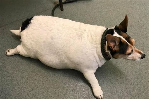 Meet Lily, the porky Lancashire pooch that looked like a puffer fish