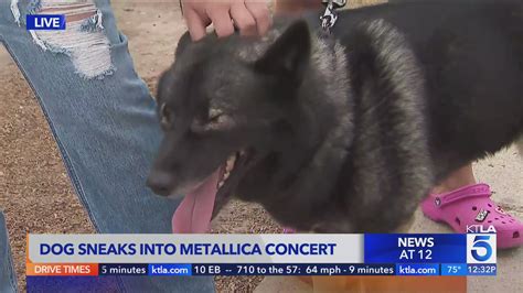 Meet Storm, the dog who snuck into a Metallica concert