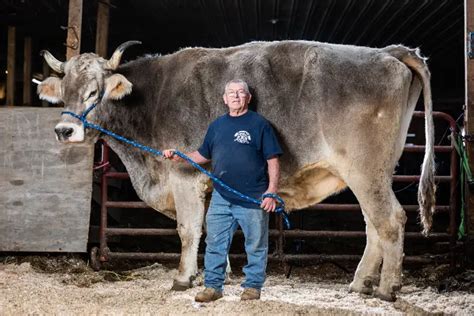 Meet Tommy! Beefy bovine from Cheshire named tallest living steer