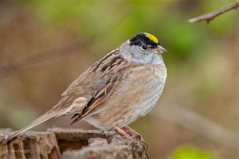 Meet Weary Willie, the Golden-crowned Sparrow