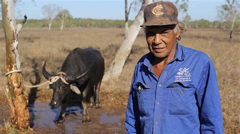 Meet an Arnhem Land crew catching feral buffalo