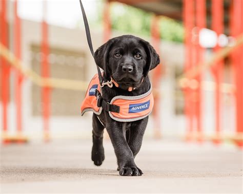 Meet cj the guide dog puppy. - Texes business education 6 12 176 secrets study guide texes test review for the texas examinations of educator.