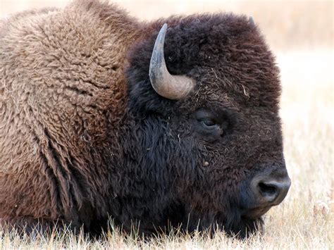 Meet the ‘Forest Ninja Bison’ Living in Grand Canyon National …