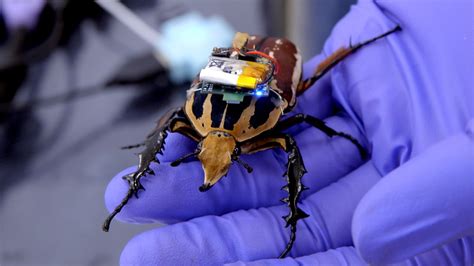 Meet the Cyborg Beetles, Real Insects That Are Controlled Like