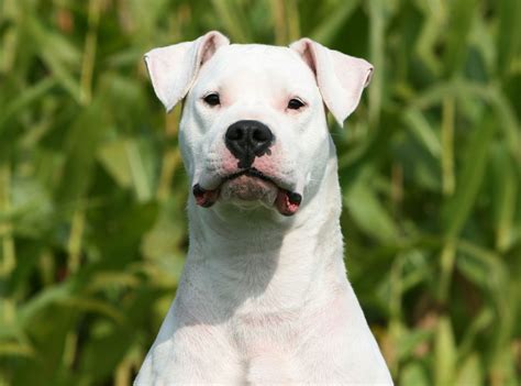 Meet the Dogo Argentino Dog Breed - American Kennel Club