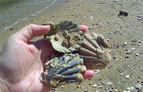 Meet the Fossils of Chippokes in Southside Virginia