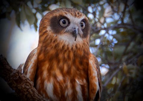 Meet the Owls Hoot Detective