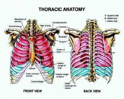 Meet the Thoracic & Cardiovascular Surgery Team - Lahey …