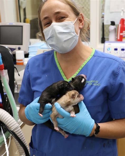 Meet... - Portland Veterinary Emergency and Specialty Care