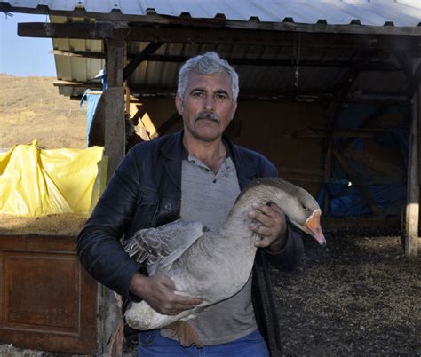 Mehmet Yener'in eşi Semra Yener ise kaz yetiştirmenin zevkli ama yorucu bir iş olduğuna değinerek, " Bu işe girmeden önce eşimle oturup, istişare ettik.