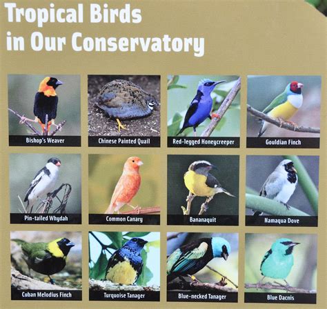 Meijer Gardens Tropical Birds