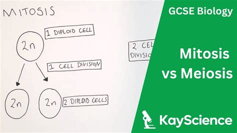 Meiosis - Mitosis and Meiosis (GCSE Biology) - Study Mind
