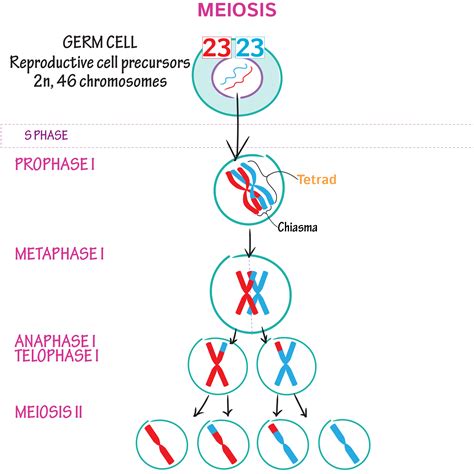 Meiosis Drawing Stages