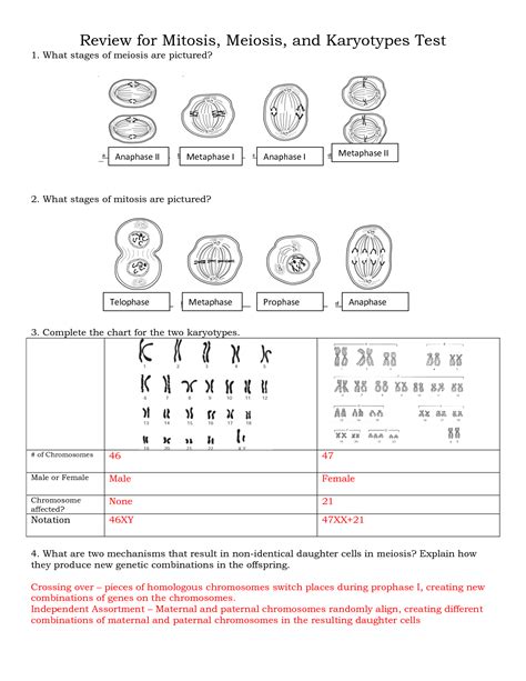 Meiosis Flip Assignment Answer Key