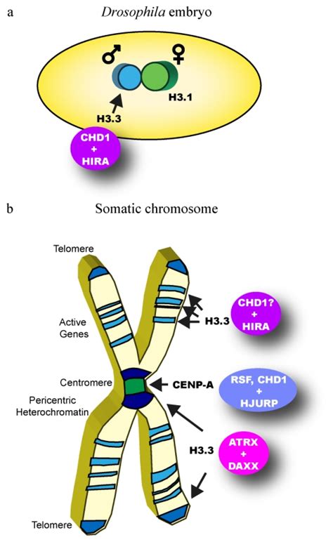 Meiotic events at the centromeric heterochromatin: histone H3