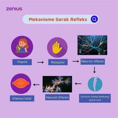 Mekanisme gerak refleks 【9 arti mimpi berbohong】