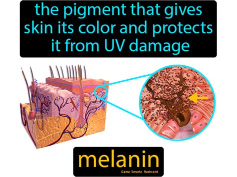 Melanin definition and meaning Collins English Dictionary