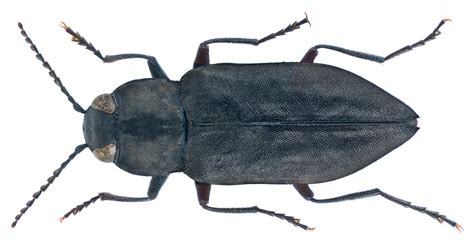 Melanophila acuminata - Wikipedia