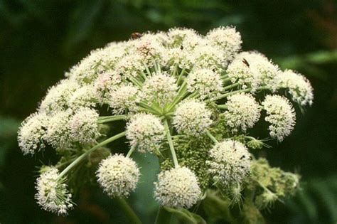 Melekotu Halı ve Koltuk Yıkama