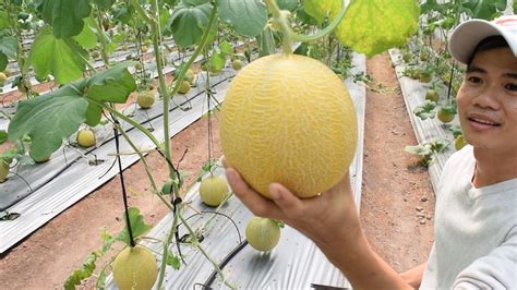 Melon Farm - Harvesting, Cultivation And Processing in ... - YouTube