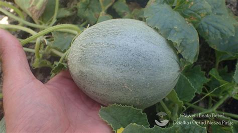 Melonsy  Leaked XxX 45 Pics