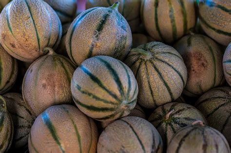 Melony melons. Things To Know About Melony melons. 