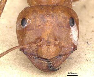 Melophorus bagoti Lubbock, 1883 - GBIF