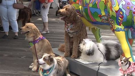 Melrose woman and her therapy dog visit all 75 Cow Parade cows to support The Jimmy Fund