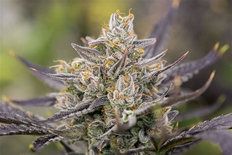 Member berry strain allbud. Things To Know About Member berry strain allbud. 