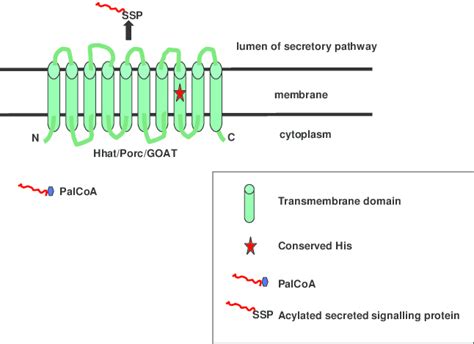 Member of the membrane‐bound O‐acyltransferase …