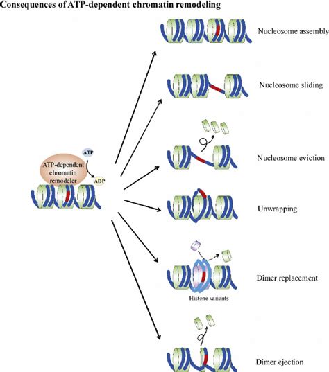 Members of the ATP-dependent