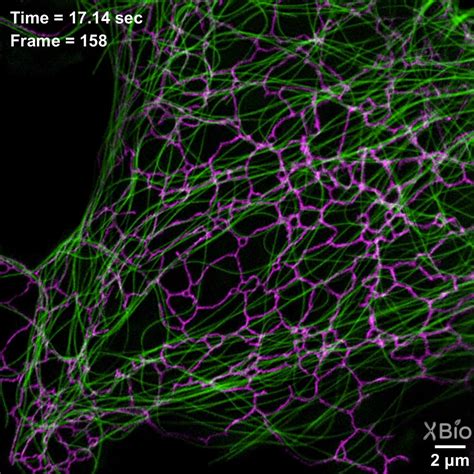 Membrane Organelles by Jennifer Lippincott-Schwartz