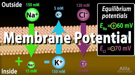 Membrane Potential - YouTube