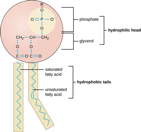 Membrane phospholipids mastering biology. Proteins sandwiched between two layers of phospholipids b. Proteins embedded ... Aquaporins are membrane proteins that span the entire membrane. An aquaporin ... 