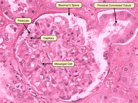 Membranes of the Basal Labyrinth in Kidney Cells of the …